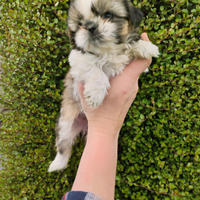 Cuccioli di Shihtzu