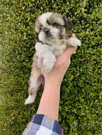 Cuccioli di Shihtzu