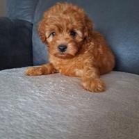 Cucciolata barboncini mini toy maschi femmine