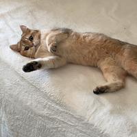 British Shorthair 1 anni e mezzo- Sterilizzato