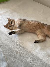British Shorthair 1 anni e mezzo- Sterilizzato
