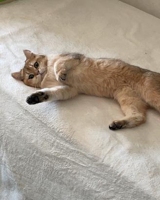 British Shorthair 1 anni e mezzo- Sterilizzato