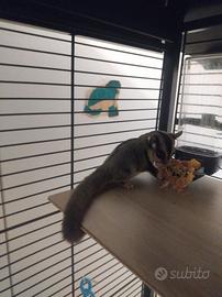 Petauro dello zucchero