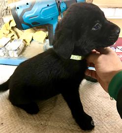 Cuccioli di labrador neri