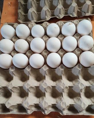 Galline padovane