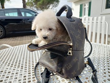 Barboncino Toy cucciolo