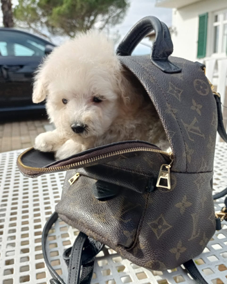 Barboncino Toy cucciolo