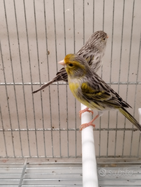 Canarini agata gialli mosaico