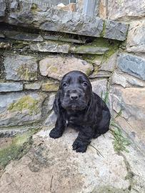 Cuccioli Cocker