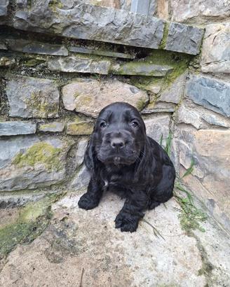 Cuccioli Cocker