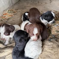 Cuccioli da tartufo