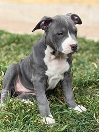 Femmina cucciola pitbull