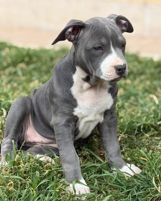 Femmina cucciola pitbull