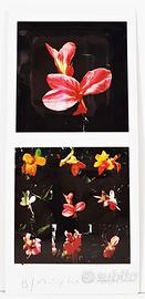 Maurizio Galimberti Mosaico 7,3x15,5 opera unica