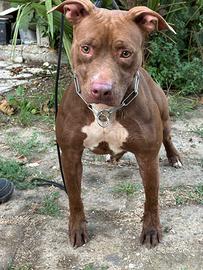 Pitbull