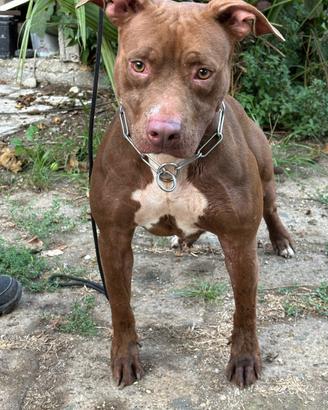 Pitbull