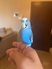 Cocorita Azzurro