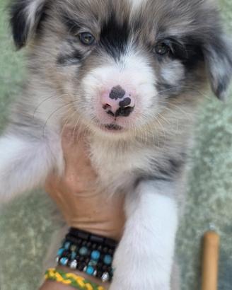 Border collie cuccioli 2026