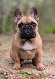Bulldog fulva pedigree
