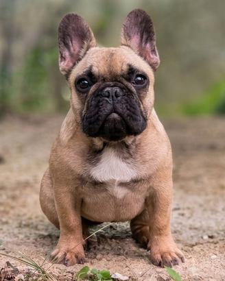 Bulldog fulva pedigree