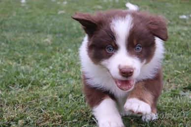 Pastore australiano/ australian sheperd