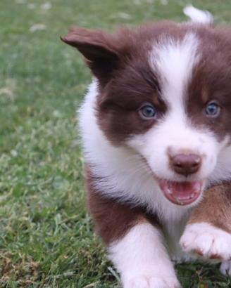 Pastore australiano/ australian sheperd
