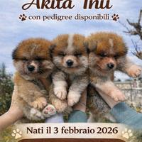 Cuccioli Akita Inu maschi con pedigree ENCI