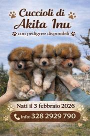 Cuccioli Akita Inu maschi con pedigree ENCI