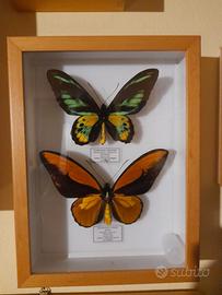 2 Ornithoptera teca