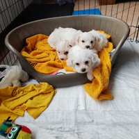 Maltese coreano toy