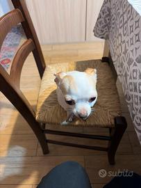 Chihuahua