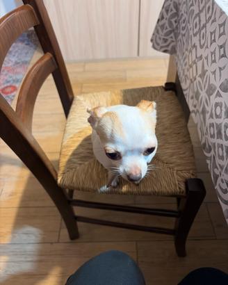 Chihuahua