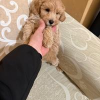 Maltipoo Mini Toy