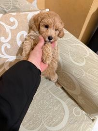 Maltipoo Mini Toy