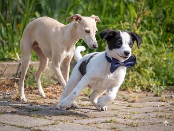 Cuccioli maschi due mesi e mezzo