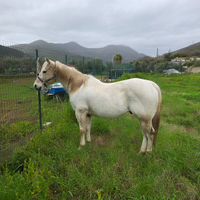 Cavallo american quarter horse