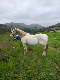 Cavallo american quarter horse
