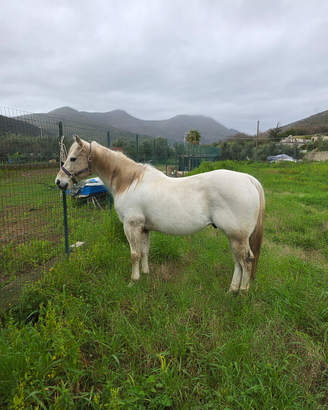 Cavallo american quarter horse