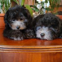 Vendendo Barboncino Toy Silver