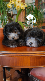 Vendendo Barboncino Toy Silver