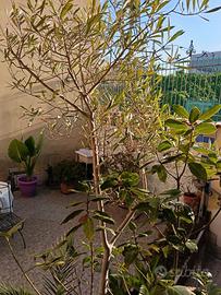 pianta di ulivo tolgo x spazio 