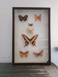 QUADRO/TECA CON FARFALLE VERE