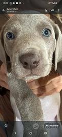 Weimaraner (bracco di Weimar) cuccioli
