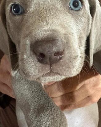Weimaraner (bracco di Weimar) cuccioli