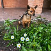 Incrocio pinscher e chiwawa