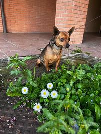 Incrocio pinscher e chiwawa
