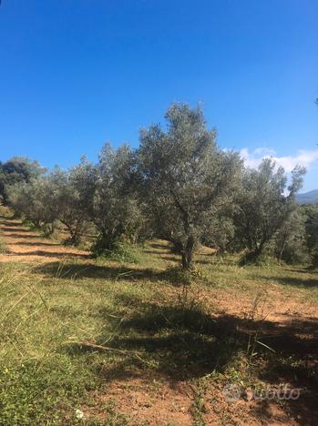 Terreno Agricolo di 10 ettari Uliveto sem. e Bosco