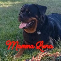 Cucciolo disponibili