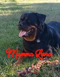 Cuccioli disponibili