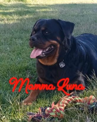 Cucciolo disponibili